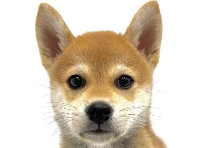 大阪府の柴犬(標準サイズ) (ひごペットフレンドリーイオンタウン茨木太田店/2025年8月3日生まれ/男の子/赤)の子犬の1枚目の画像