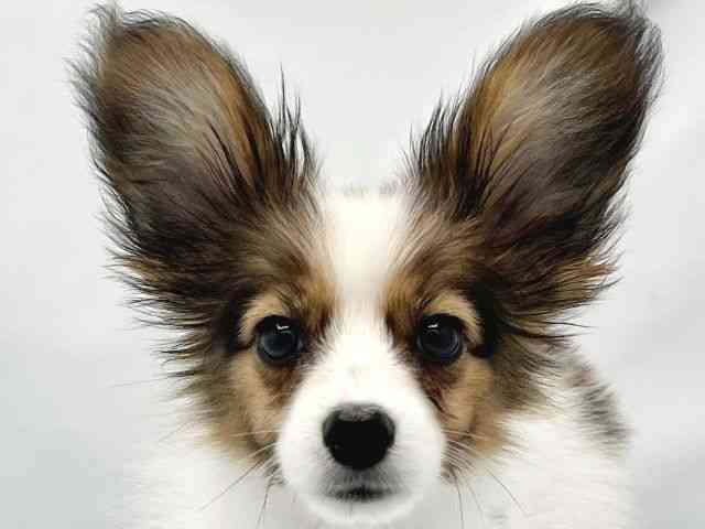 大阪府のパピヨン (ひごペットフレンドリーイトーヨーカドー津久野店/2025年8月3日生まれ/男の子/ホワイトセーブル)の子犬の1枚目の画像