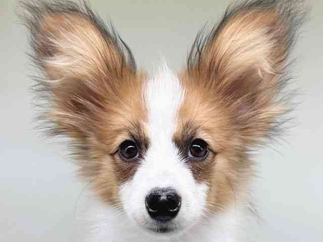 大阪府のパピヨン (ひごペットフレンドリー瓜破店/2025年8月3日生まれ/男の子/ホワイトセーブル)の子犬の1枚目の画像