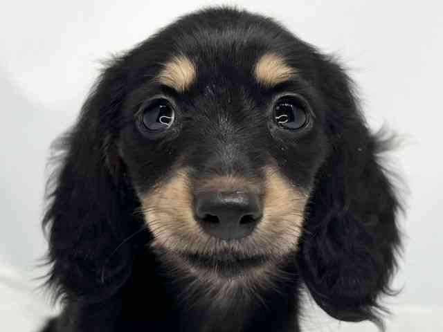 京都府のミニチュアダックスフンド(ロング) (ひごペットフレンドリー洛北阪急スクエア店/2025年8月3日生まれ/女の子/ブラックイエロー)の子犬の1枚目の画像