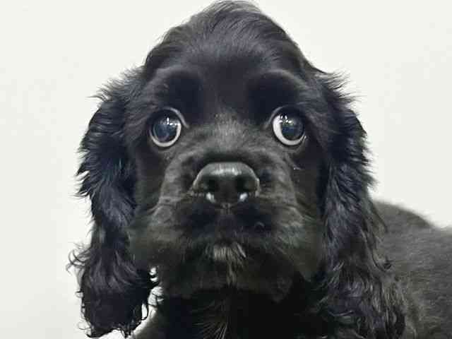 大阪府のアメリカンコッカースパニエル (ひごペットフレンドリーイトーヨーカドー津久野店/2025年7月30日生まれ/男の子/ブラック)の子犬の1枚目の画像