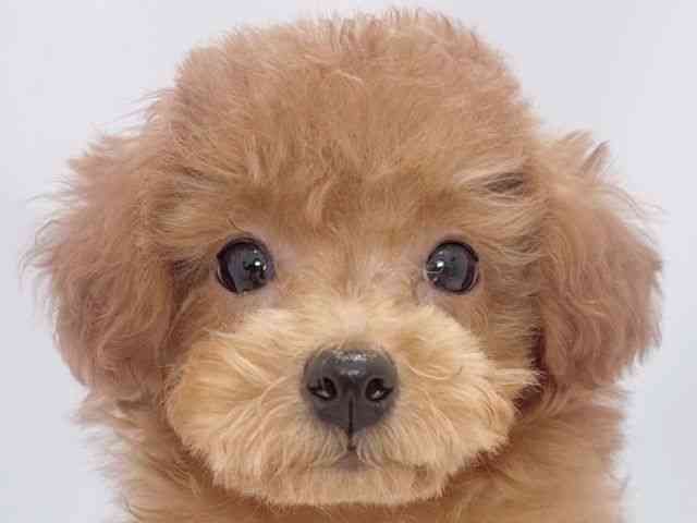 大阪府のトイプードル(トイ) (ひごペットフレンドリーイズミヤショッピングセンター千里丘店/2025年8月3日生まれ/女の子/レッド)の子犬の1枚目の画像