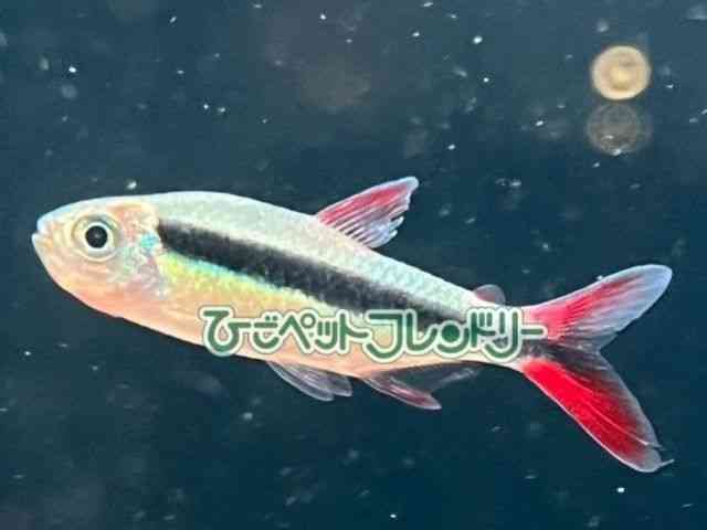 ペンギンテトラ[レッドフィン ペンギンテトラ] | ひごペット