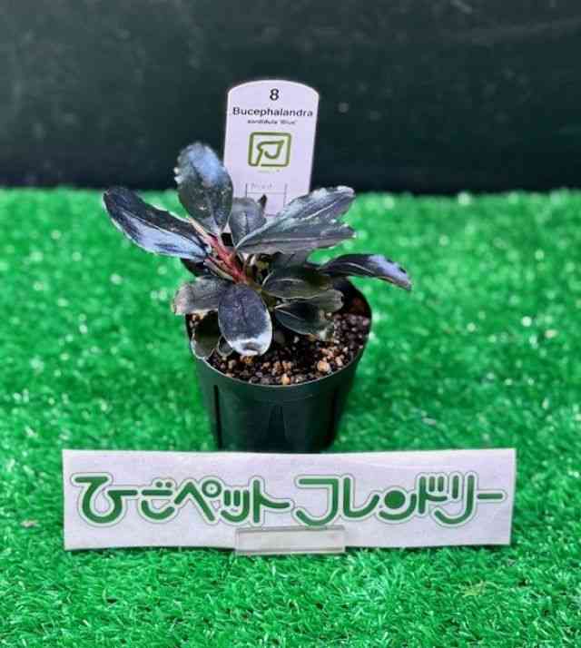 その他[ブセファランドラ ソルディデュラブルー（トロピカ社）] | ひご