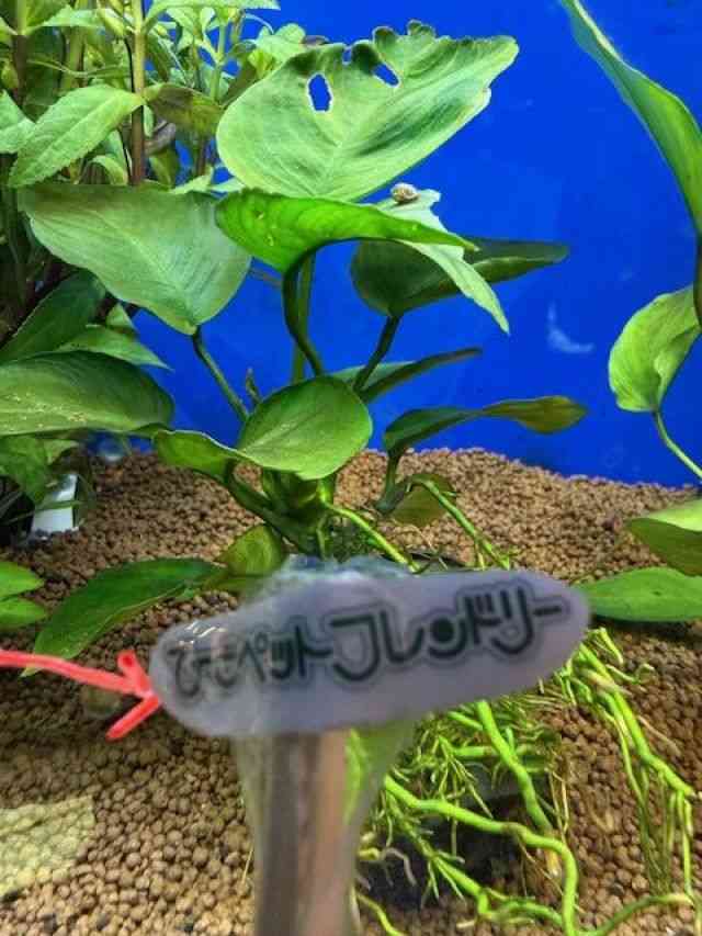 アヌビアス・バルテリー[アヌビアス バルテリー] | ひごペット