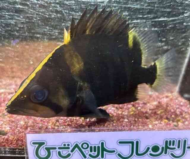 ダトニオ・プラスワン[ダトニオプラスワン パーフェクトバンドAA