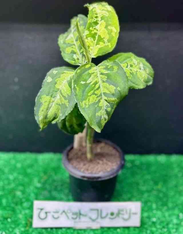 観葉植物[アグラオネマ ピクタム（ADA）] | ひごペットフレンドリー