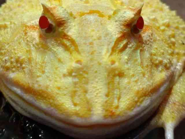 クランウェルツノガエル