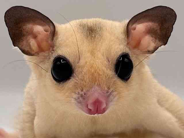 フクロモモンガ[【カラー】モザイク] | ひごペットフレンドリー