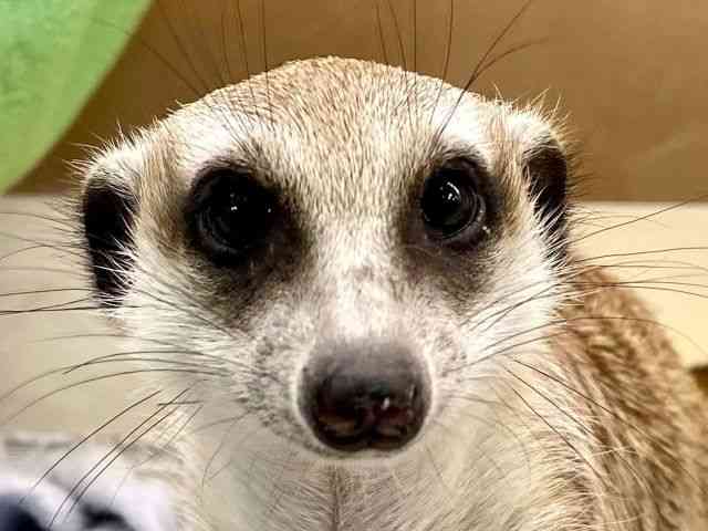 ミーアキャット[【ミーアキャット】] | ひごペットフレンドリー