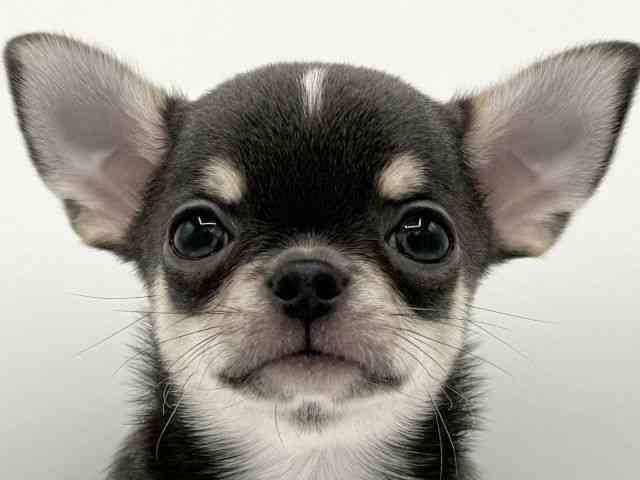 大阪府のチワワ(スムース) (ひごペットフレンドリーららぽーとEXPOCITY店/2025年8月3日生まれ/男の子/ブルータンホワイト)の子犬の1枚目の画像