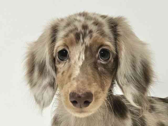 愛知県のミニチュアダックスフンド(ロング) (ひごペットフレンドリーイトーヨーカドー知多店/2025年8月3日生まれ/女の子/チョコレートダップル)の子犬の1枚目の画像