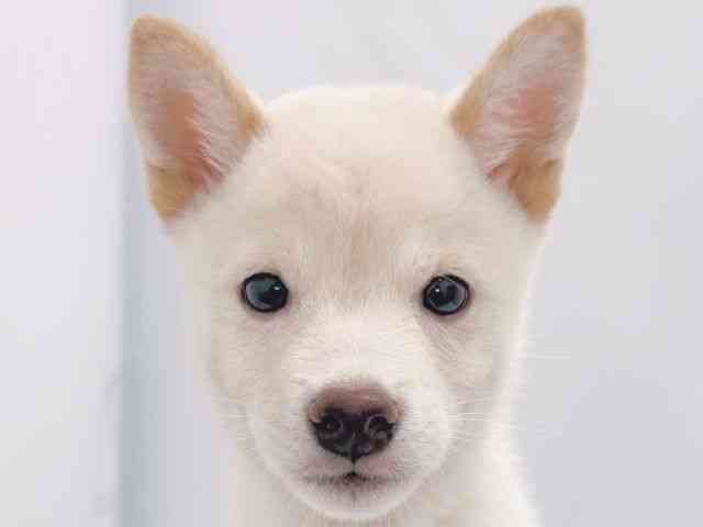 大阪府の柴犬(標準サイズ) (ひごペットフレンドリーイズミヤショッピングセンター千里丘店/2025年8月3日生まれ/男の子/白)の子犬の1枚目の画像