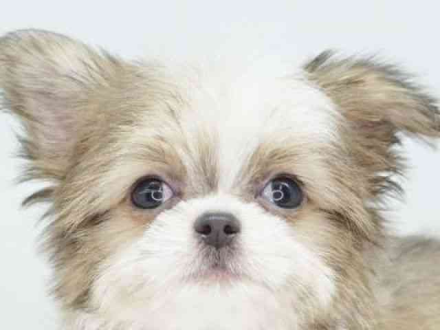 福岡県のチワズー/チワシーズ(チワワ×シーズー) (ひごペットフレンドリーゆめタウン筑紫野店/2025年8月5日生まれ/男の子/ホワイトゴールド)の子犬の1枚目の画像