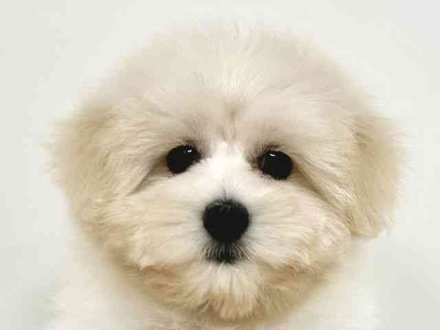 福岡県のハーフ犬・ミックス犬 (ひごペットフレンドリーリバーウォーク北九州店/2025年8月3日生まれ/女の子/クリーム)の子犬の1枚目の画像