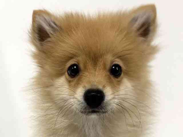 愛知県のポメラニアン (ひごペットフレンドリーイトーヨーカドー知多店/2025年8月4日生まれ/男の子/オレンジ)の子犬の1枚目の画像