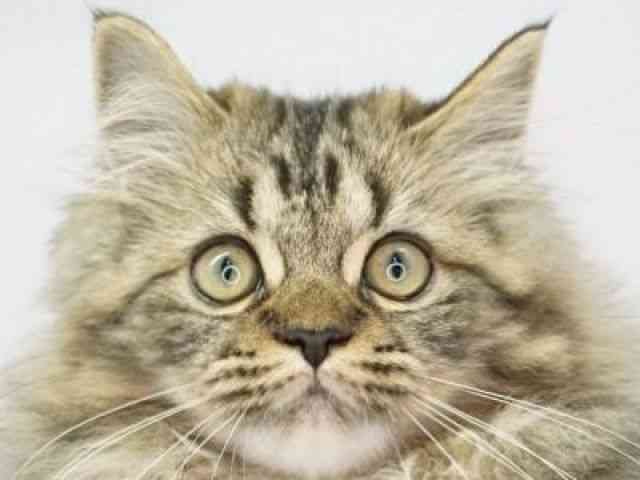 福岡県のラガマフィン (ひごペットフレンドリーゆめタウン筑紫野店/2025年8月3日生まれ/男の子/ブラウンタビー)の子猫の1枚目の画像