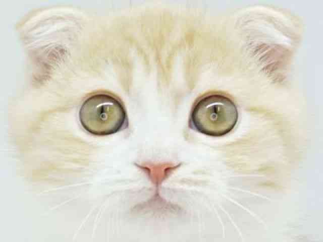 福岡県のスコティッシュフォールド (ひごペットフレンドリーゆめタウン筑紫野店/2025年8月2日生まれ/男の子/レッドタビーホワイト)の子猫の1枚目の画像