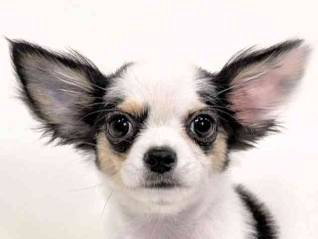 福岡県のチワワ(ロング) (ひごペットフレンドリーリバーウォーク北九州店/2025年8月3日生まれ/女の子/ホワイトブラック)の子犬