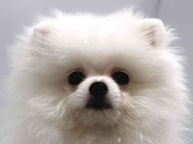 奈良県のポメラニアン (ひごペットフレンドリー奈良パワーシティ店/2025年8月2日生まれ/女の子/ホワイト)の子犬の1枚目の画像