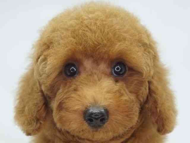 福岡県のトイプードル(トイ) (ひごペットフレンドリーゆめタウン筑紫野店/2025年8月3日生まれ/女の子/レッド)の子犬の1枚目の画像