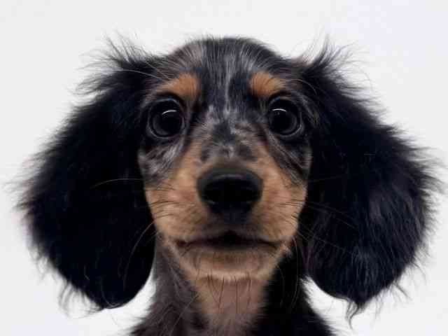 兵庫県のミニチュアダックスフンド(ロング) (ひごペットフレンドリーブルメールHAT神戸店/2025年8月1日生まれ/男の子/シルバーダップル)の子犬の1枚目の画像