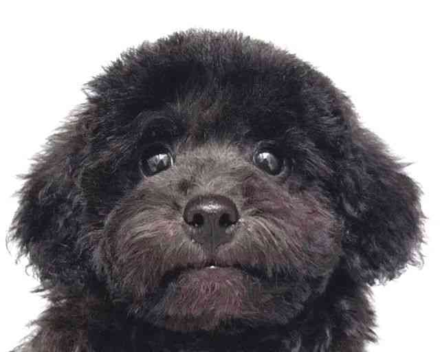 大阪府のトイプードル(トイ) (ひごペットフレンドリー岸和田店/2025年8月4日生まれ/男の子/ブラック)の子犬の1枚目の画像