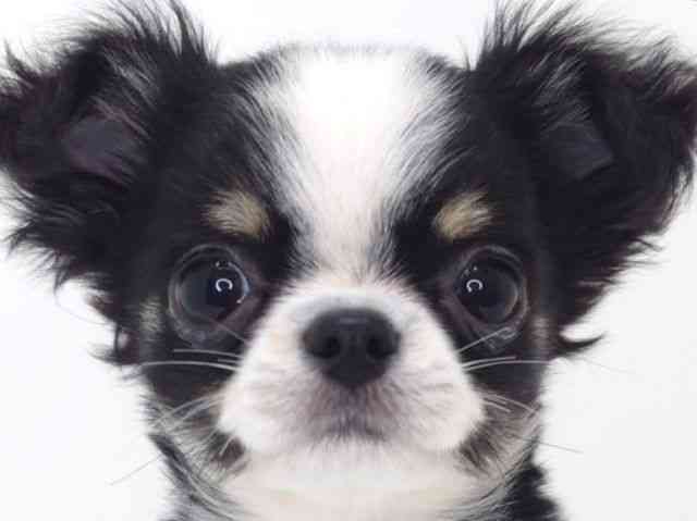 大阪府のチワワ(ロング) (ひごペットフレンドリーいこらもーる泉佐野店/2025年8月5日生まれ/男の子/ブラックタンホワイト)の子犬の1枚目の画像