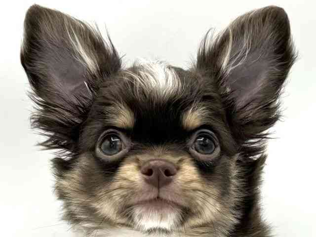 大阪府のチワワ(ロング) (ひごペットフレンドリーららぽーとEXPOCITY店/2025年8月4日生まれ/男の子/チョコレートタンホワイト)の子犬の1枚目の画像