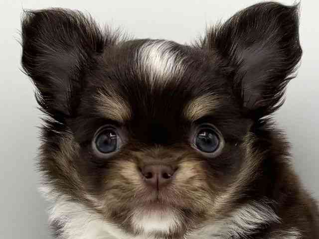 大阪府のチワワ(ロング) (ひごペットフレンドリーららぽーとEXPOCITY店/2025年8月4日生まれ/男の子/チョコレートタンホワイト)の子犬の1枚目の画像