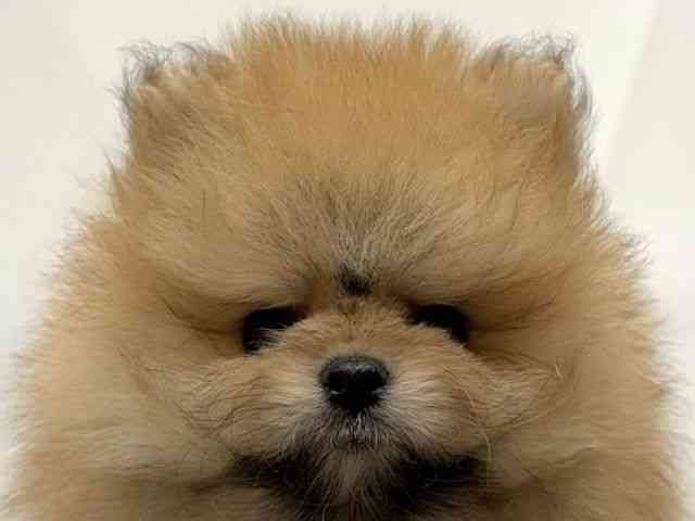 愛知県のポメラニアン (ひごペットフレンドリーヴィアモール アピタ江南西店/2025年8月3日生まれ/男の子/オレンジ)の子犬の1枚目の画像