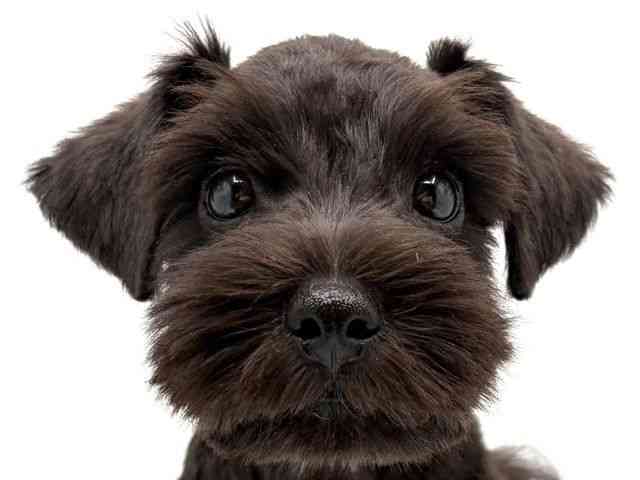 奈良県のミニチュアシュナウザー (ひごペットフレンドリー田原本店/2025年8月2日生まれ/男の子/ブラックホワイト)の子犬の1枚目の画像