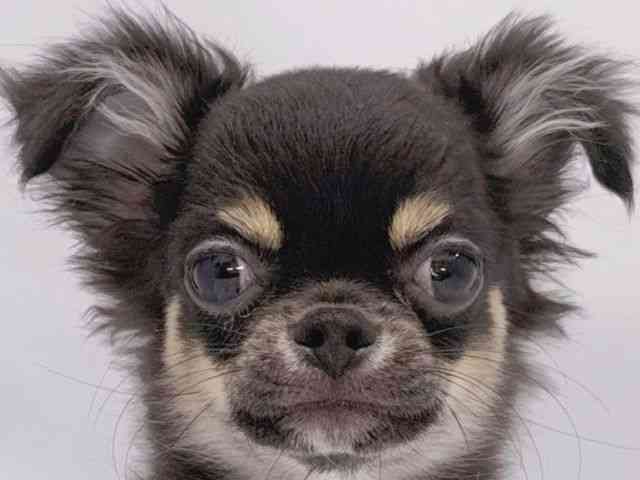 大阪府のチワワ(ロング) (ひごペットフレンドリーイズミヤショッピングセンター千里丘店/2025年8月5日生まれ/男の子/ブラックタンホワイト)の子犬の1枚目の画像