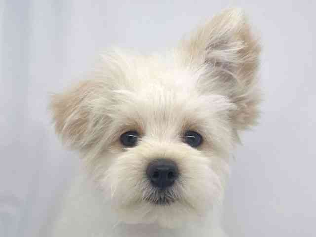 兵庫県のポメプー(ポメラニアン×プードル) (ひごペットフレンドリーイオンタウン加古川店/2025年8月2日生まれ/男の子/アプリコット)の子犬の1枚目の画像