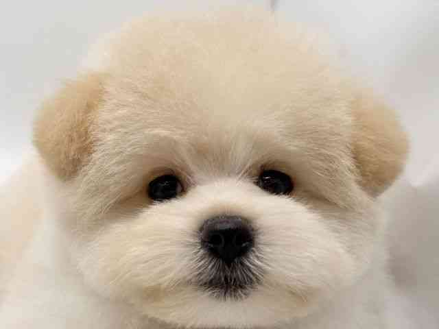 大阪府のポメプー(ポメラニアン×プードル) (ひごペットフレンドリーみのおキューズモール店/2025年8月2日生まれ/男の子/アプリコット)の子犬の1枚目の画像