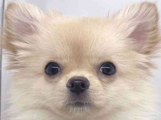 兵庫県のポメチワ/チワポメ/ポメチー(ポメラニアン×チワワ) (ひごペットフレンドリーイオンタウン加古川店/2025年8月5日生まれ/女の子/クリーム)の子犬の1枚目の画像