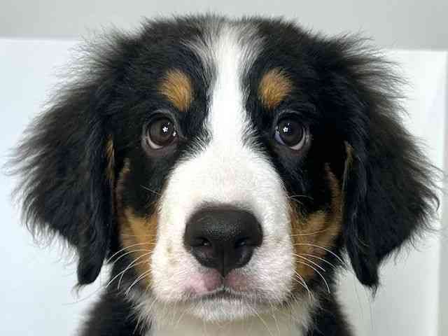 大阪府のバーニーズマウンテンドッグ (ひごペットフレンドリーアクロスプラザ住之江店/2025年8月2日生まれ/男の子/ブラックラストホワイト)の子犬の1枚目の画像