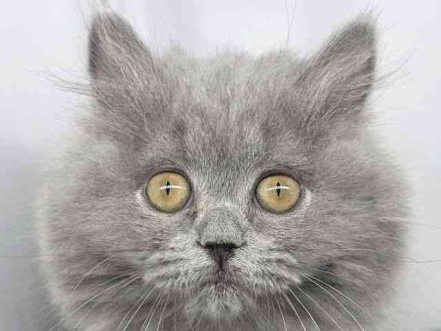 兵庫県のブリティッシュロングヘアー (ひごペットフレンドリーイオンタウン加古川店/2025年8月3日生まれ/女の子/ブルー)の子猫の1枚目の画像