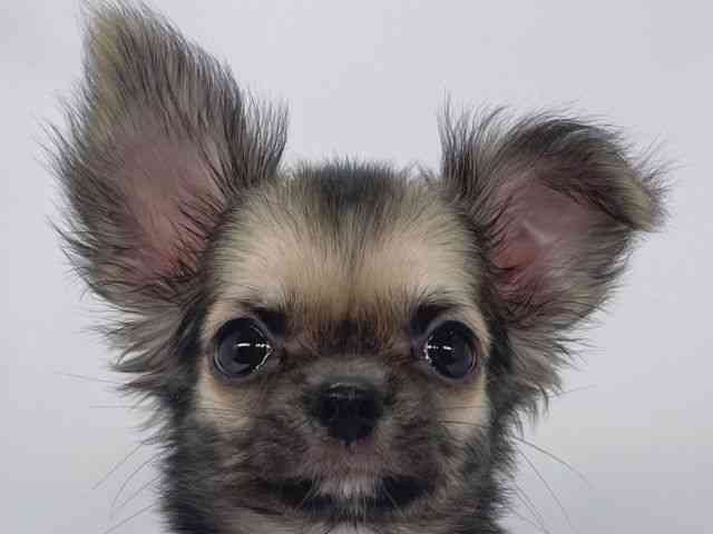 兵庫県のチワワ(ロング) (ひごペットフレンドリーイオンタウン加古川店/2025年7月31日生まれ/男の子/フォーン)の子犬の1枚目の画像