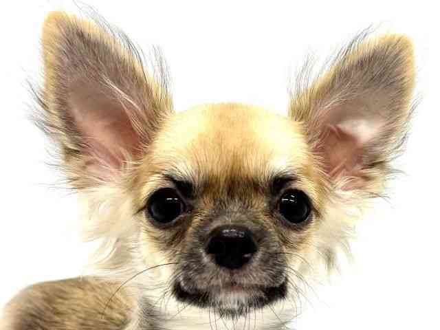 大阪府のチワワ(ロング) (ひごペットフレンドリーイオンタウン茨木太田店/2025年7月31日生まれ/男の子/フォーン)の子犬の1枚目の画像