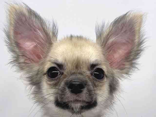 兵庫県のチワワ(ロング) (ひごペットフレンドリーイオンタウン加古川店/2025年7月31日生まれ/男の子/フォーン)の子犬の1枚目の画像