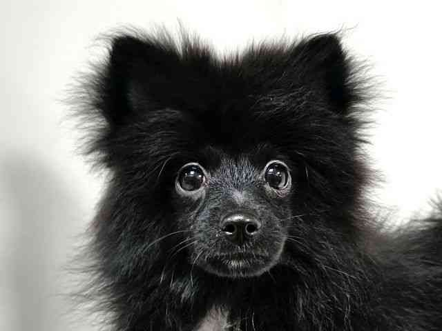 愛知県のポメラニアン (ひごペットフレンドリーヴィアモール アピタ江南西店/2025年8月4日生まれ/男の子/ブラックホワイト)の子犬の1枚目の画像