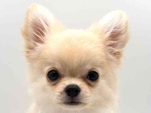 奈良県のチワワ(ロング) (ひごペットフレンドリー田原本店/2025年8月6日生まれ/男の子/クリーム)の子犬の1枚目の画像