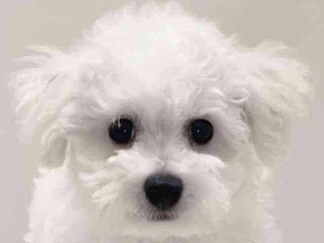 兵庫県のビションフリーゼ (ひごペットフレンドリーイトーヨーカドー明石店/2025年8月6日生まれ/男の子/ホワイト)の子犬の1枚目の画像