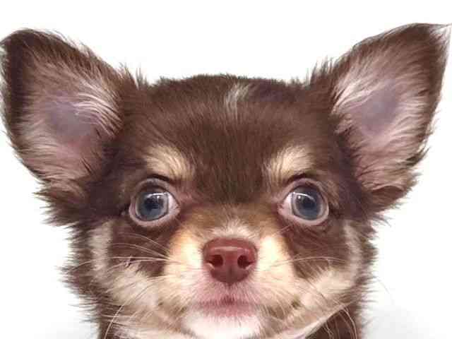 大阪府のチワワ(ロング) (ひごペットフレンドリー岸和田店/2025年8月6日生まれ/男の子/チョコレートタンホワイト)の子犬の1枚目の画像