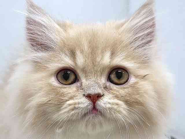 奈良県のエキゾチック (ひごペットフレンドリー奈良パワーシティ店/2025年8月5日生まれ/男の子/クリームタビーホワイト)の子猫の1枚目の画像