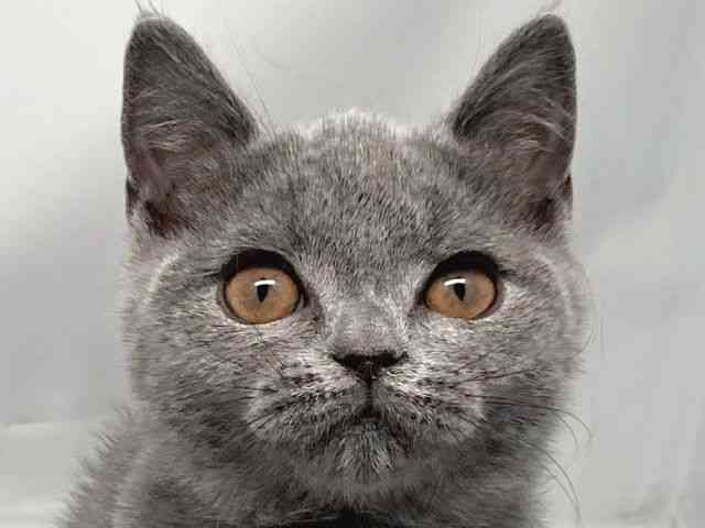 京都府のブリティッシュショートヘアー (ひごペットフレンドリー洛北阪急スクエア店/2025年8月2日生まれ/男の子/ブルー)の子猫の1枚目の画像