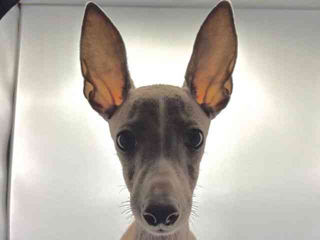 愛知県のイタリアングレーハウンド (ひごペットフレンドリープライムツリー赤池店/2025年8月4日生まれ/男の子/ブルーホワイト)の子犬の1枚目の画像