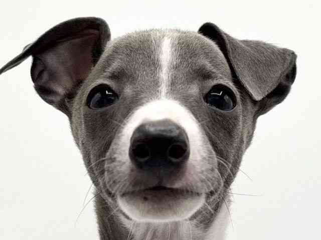 大阪府のイタリアングレーハウンド (ひごペットフレンドリーららぽーとEXPOCITY店/2025年8月4日生まれ/男の子/ブルーホワイト)の子犬の1枚目の画像