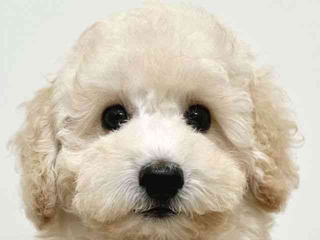 大阪府のトイプードル(トイ) (ひごペットフレンドリーイトーヨーカドー津久野店/2025年8月10日生まれ/男の子/クリーム)の子犬の1枚目の画像